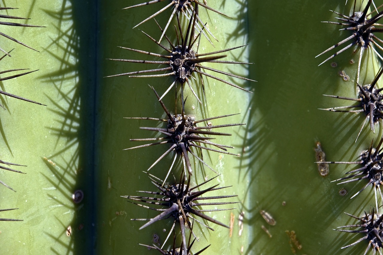Arizona-Sonora Desert Museum
