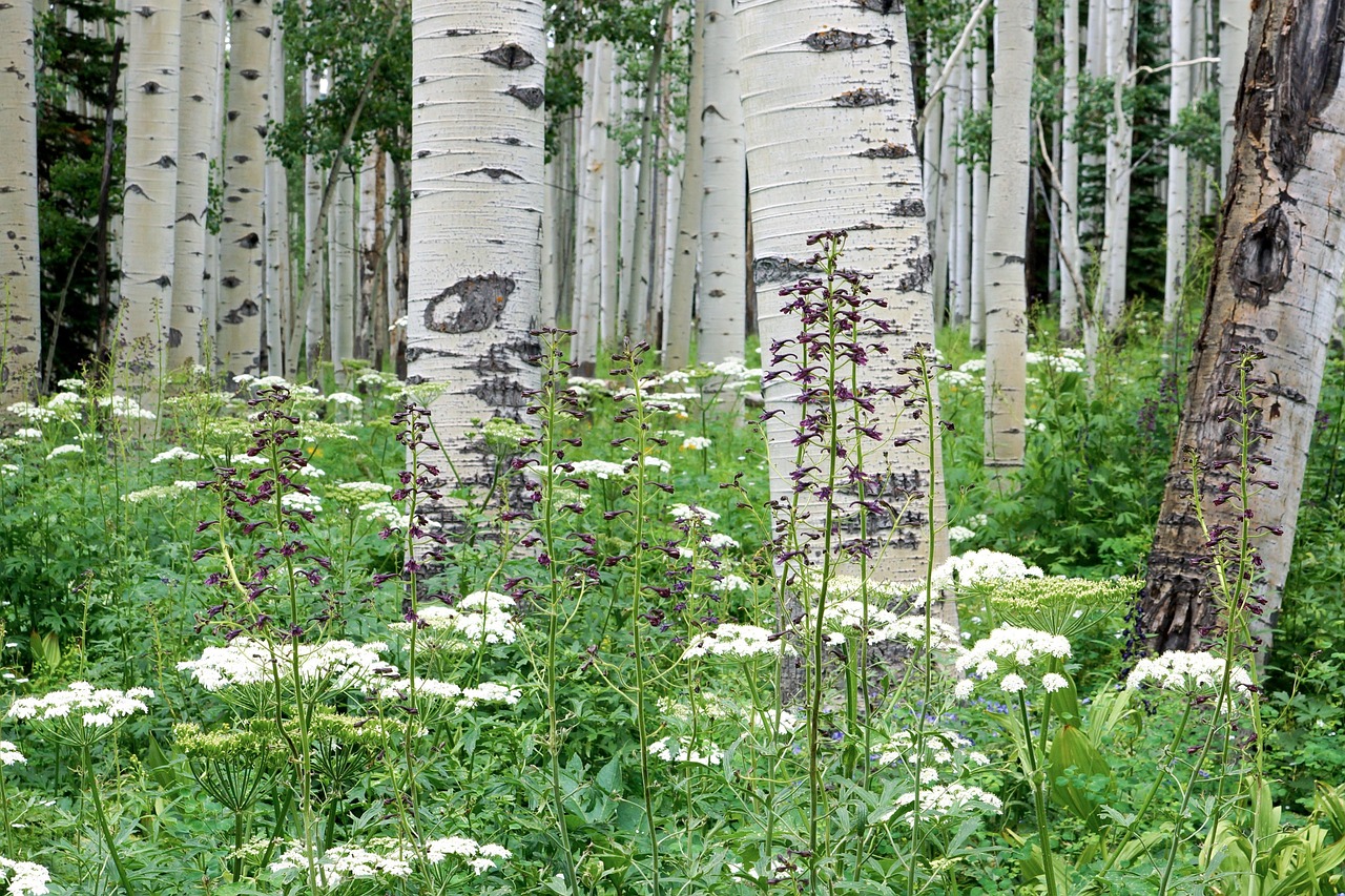 Aspen Colorado