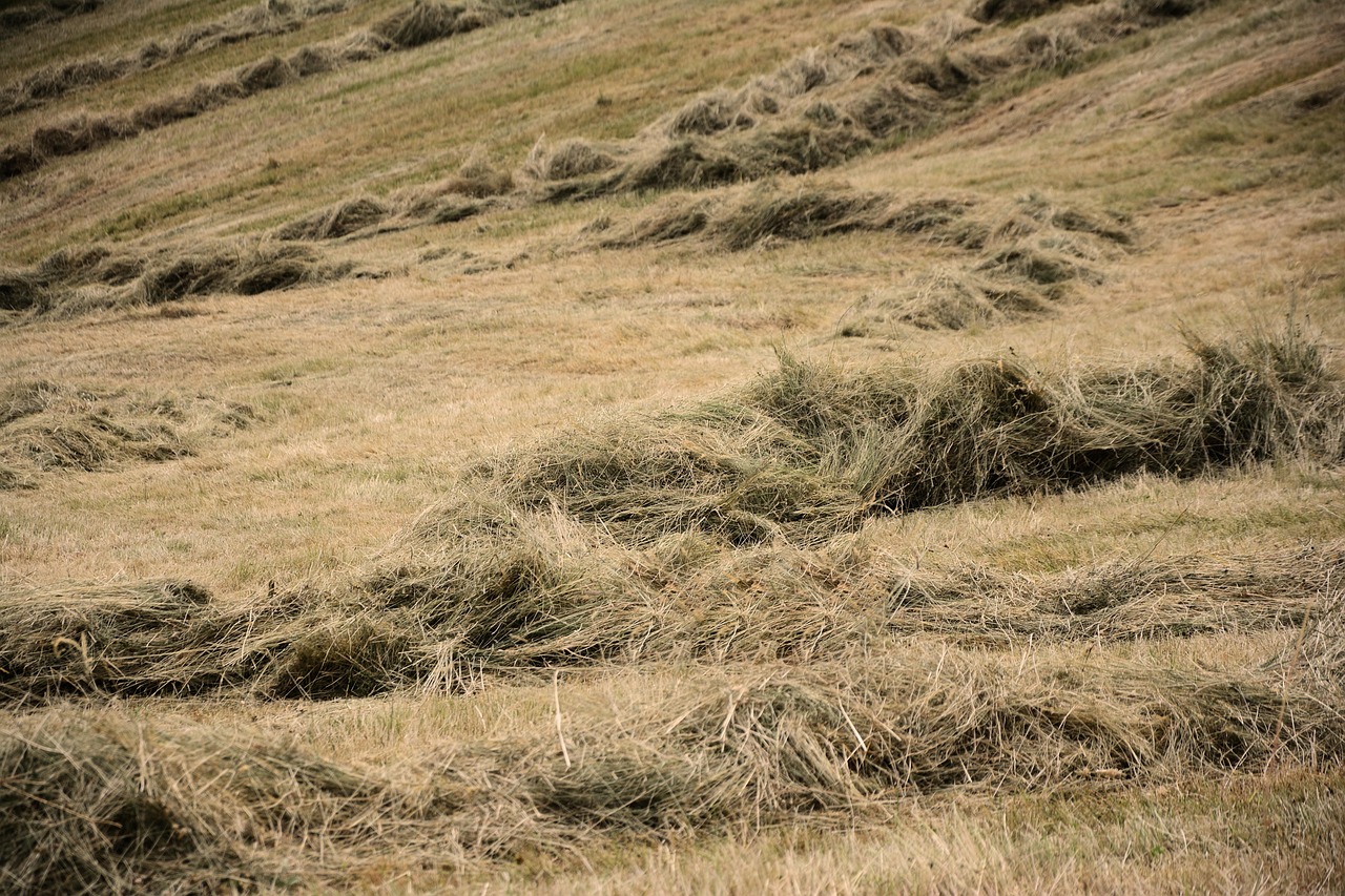discover-country-meadows-adventure-cultu-640x480-4dh428