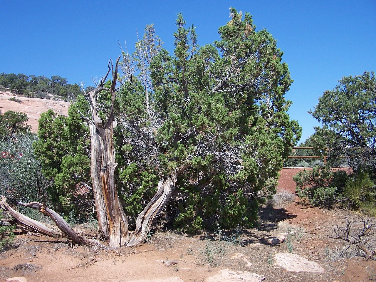 Discover Desert Cedars: Explore, Preserve, Enjoy This Natural Wonder
