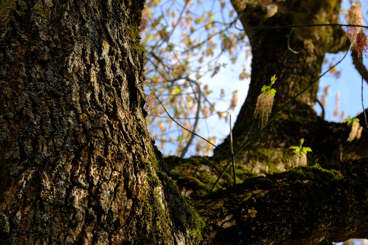 discover-hidden-gems-amidst-maple-ash-fo-640x480-km7i99