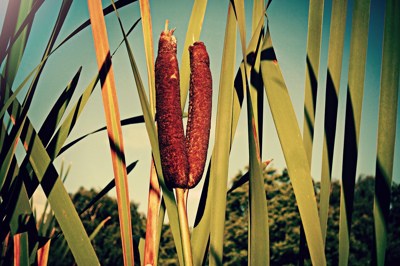 Explore Cooper Commons Natural Beauty & Local Attractions
