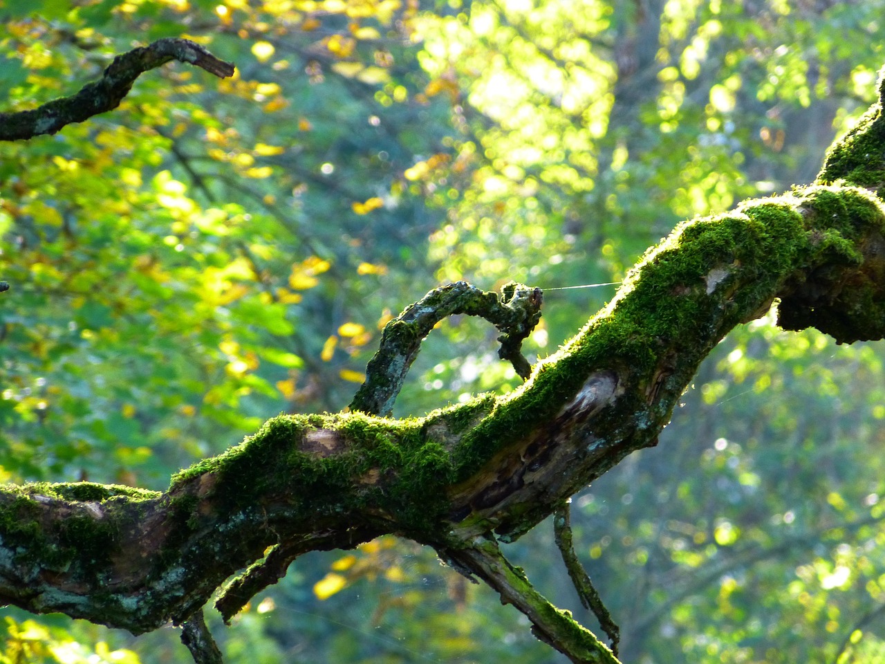 Explore Crooked Tree Park Estates Natural & Cultural Treasures