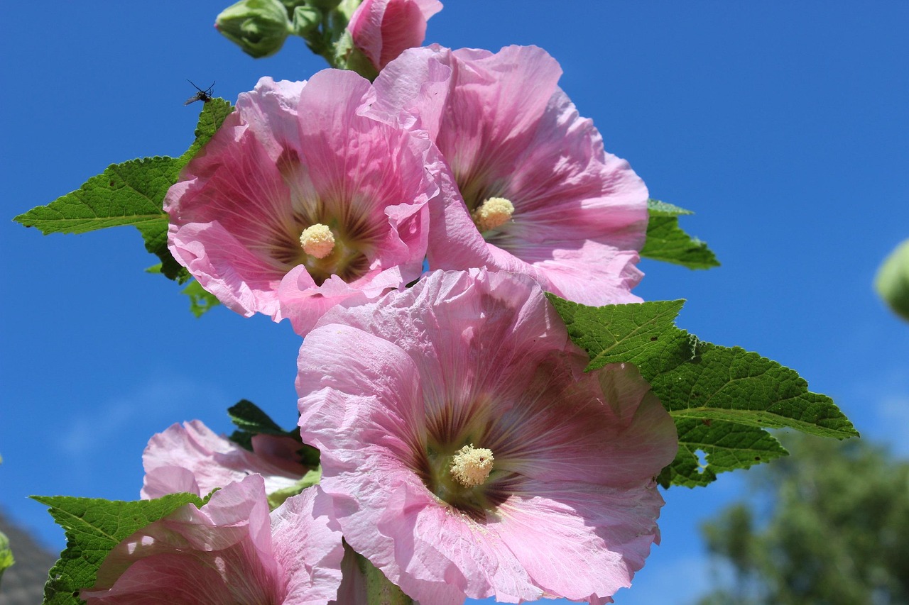 explore-hollyhock-gardens-local-culture-640x480-kww9qq
