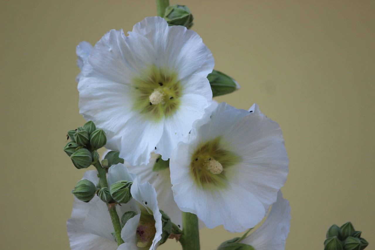 explore-hollyhocks-culture-history-near-640x480-ga9nph