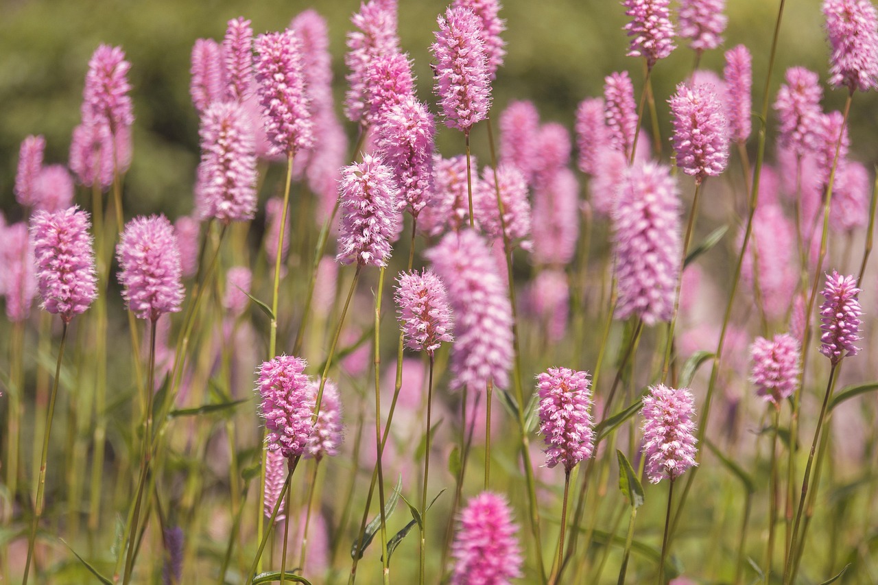 Explore Maricopa Meadows: Nature, Culture & Relaxation Nearby