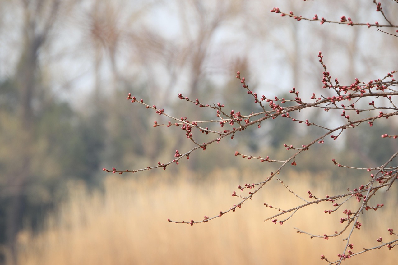 explore-peach-springs-arizonas-natural-c-640x480-yftih4
