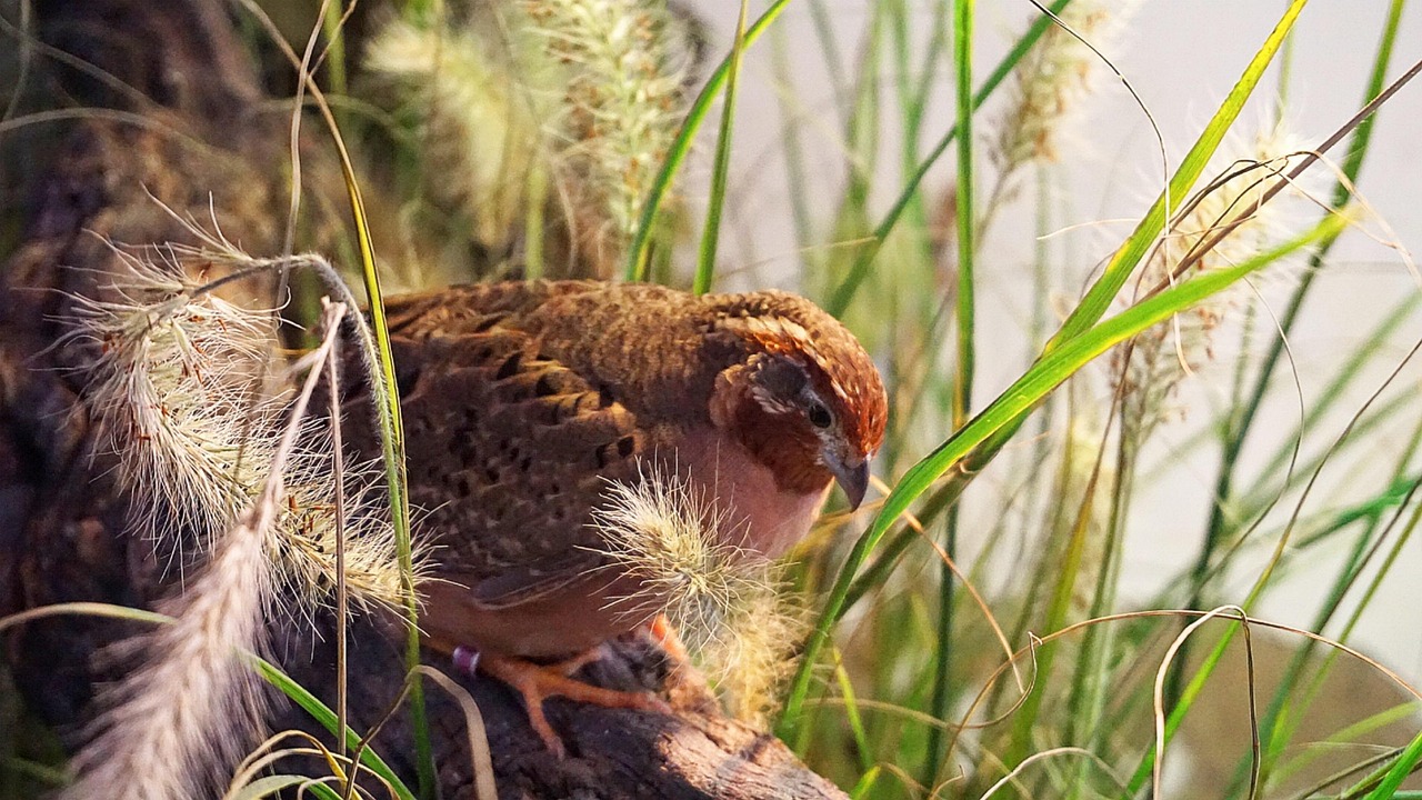 Explore Quail Run & Uncover Local Wonders: Outdoor Adventures Await
