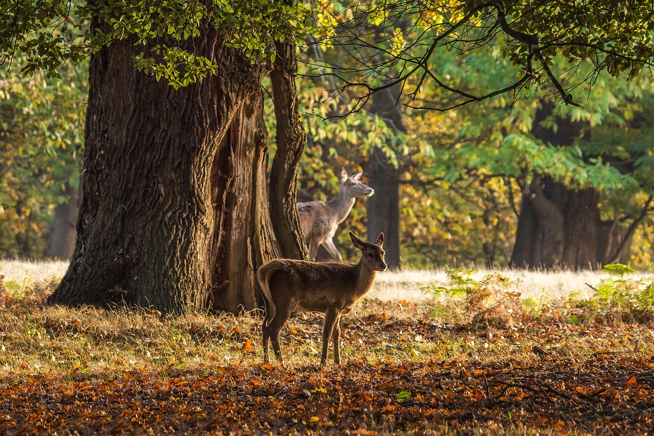 Explore Windsor Square: Culture, Nature, and Local Eats