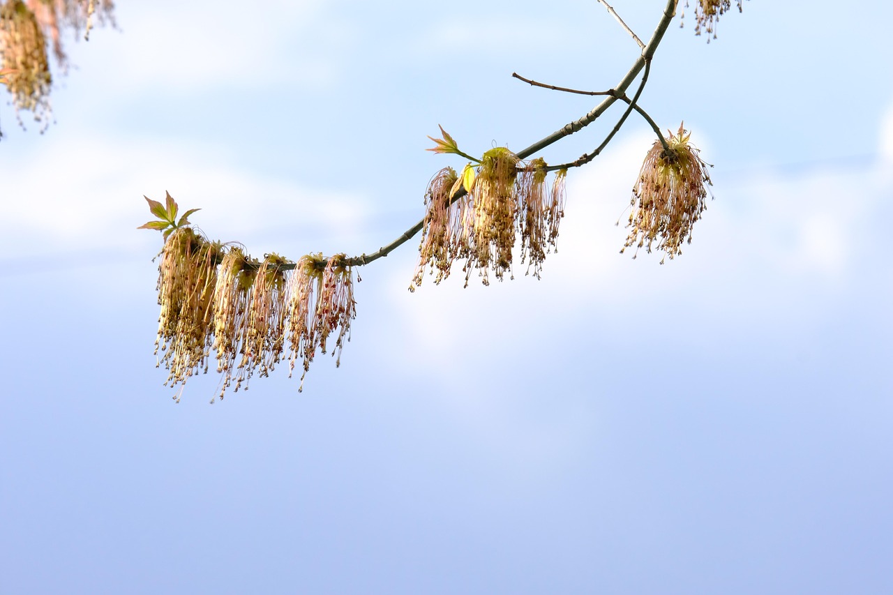 Maple-Ash: Autumns Cultural & Community Celebrations This Month