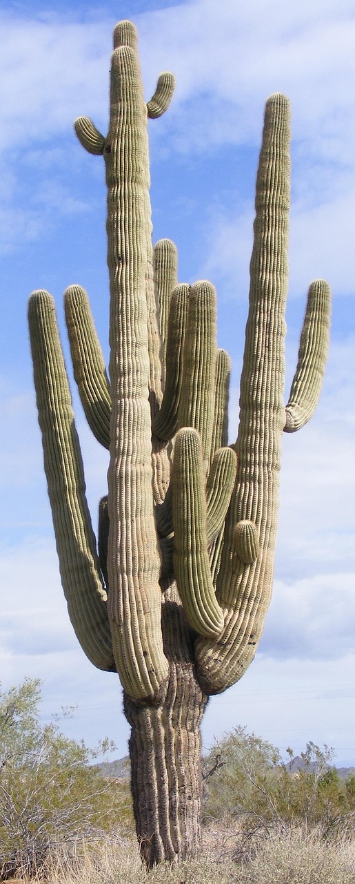 Saguaro Ranch Coolidge