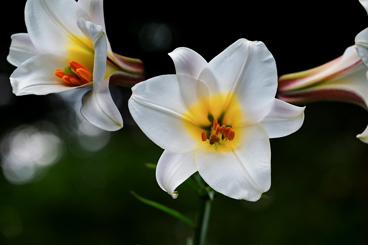 st david arizona