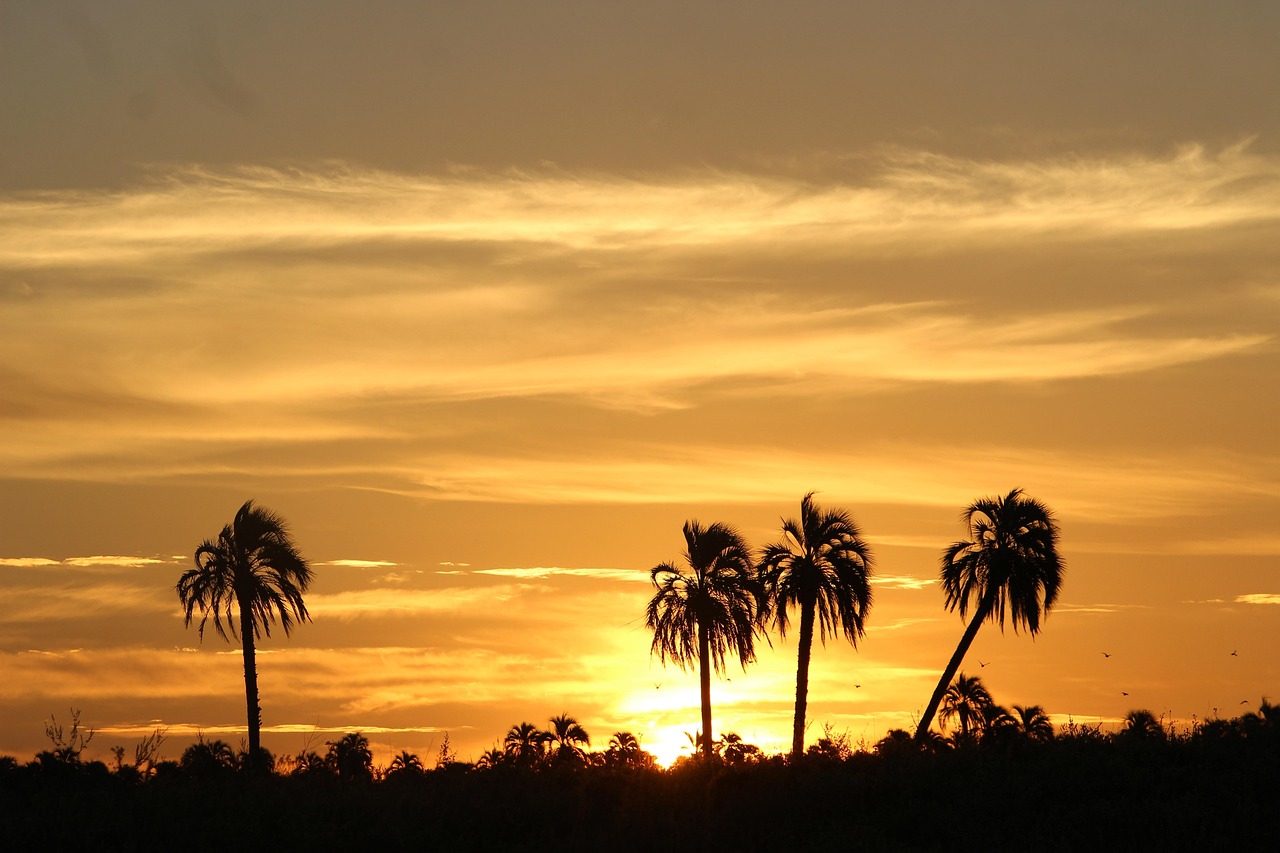 Sun Groves Chandler