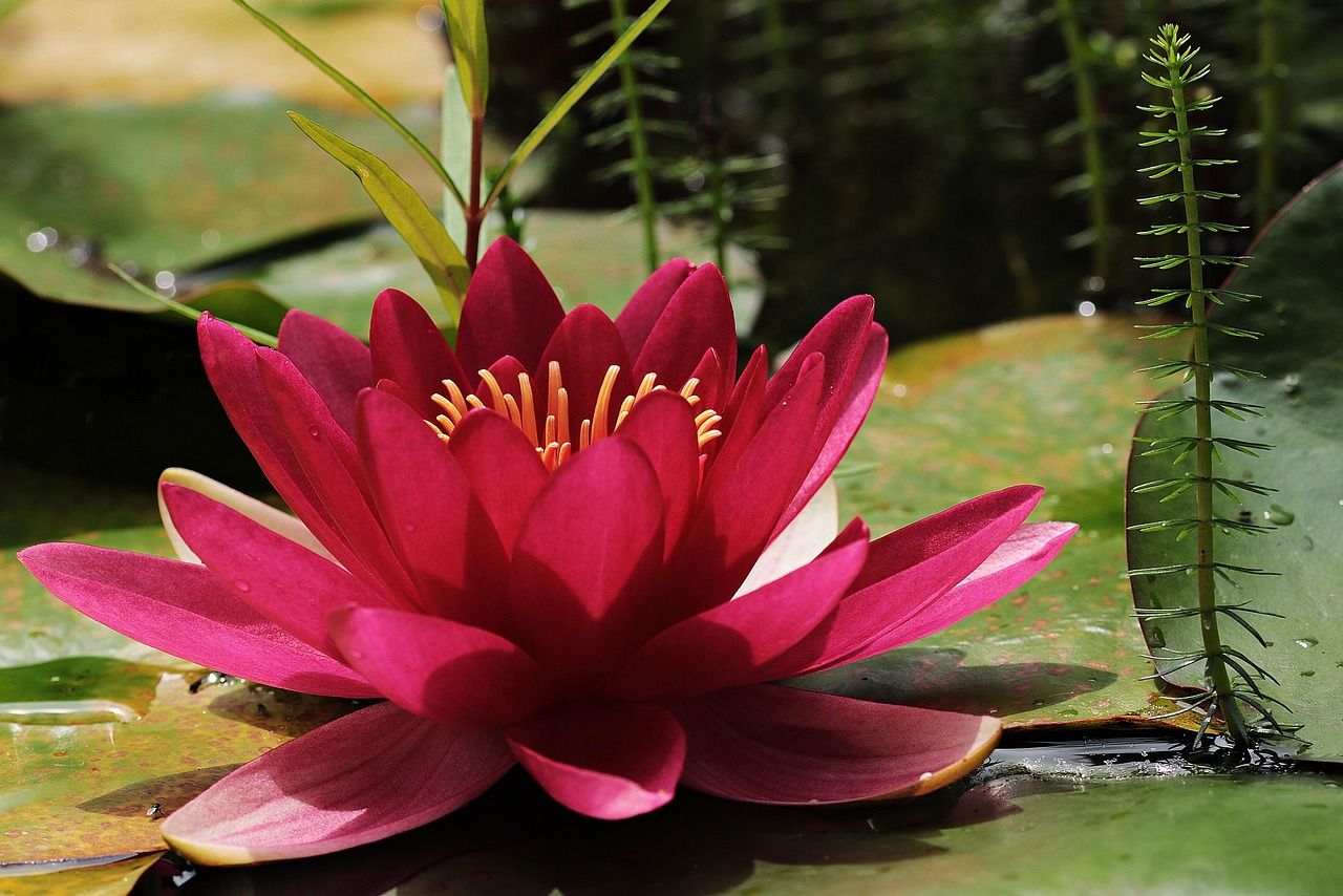 Sweetwater Wetlands