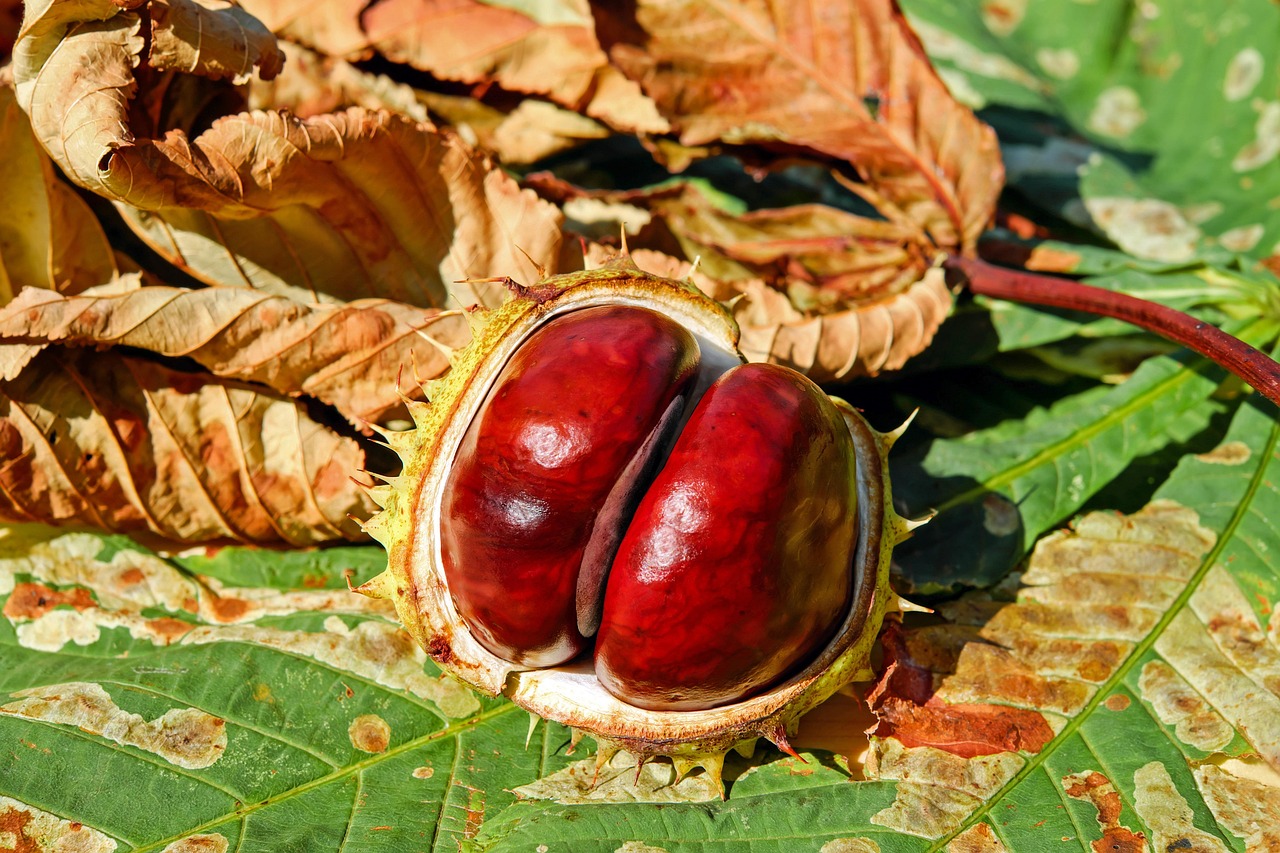 Tartesso Buckeye