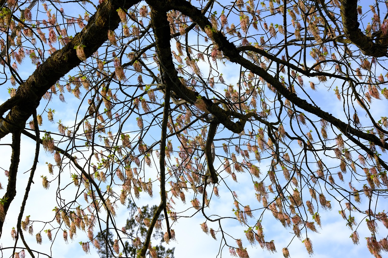 Uncover Maple-Ashs Cultural Events: Your Monthly Guide