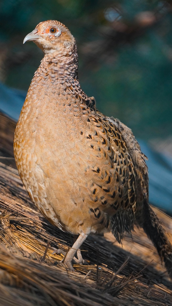 Uncover Quail Creeks Charms: Explore, Nature, Culture