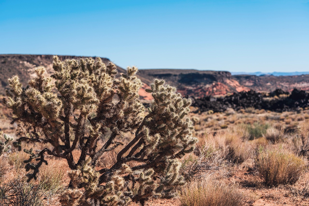 Uncover Red Rock Canyons Secrets: Adventure Awaits at Reserve