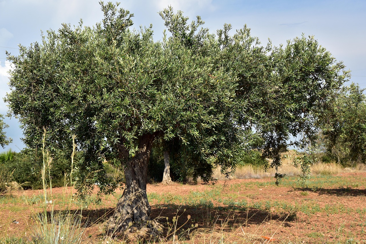 Unveiling Olive Parks Hidden Treasures: Explore, Relax, Immerse