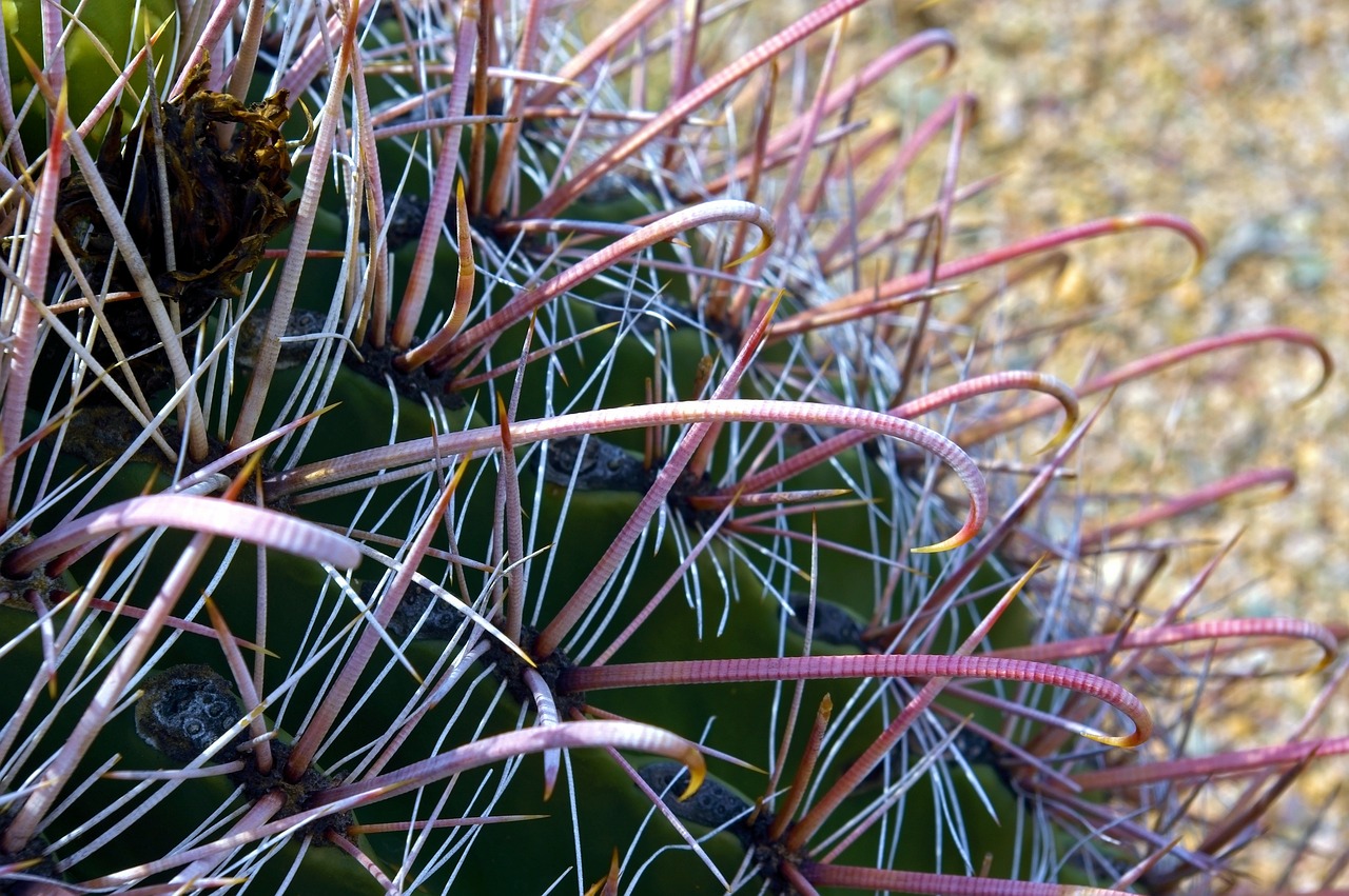 Arizona-Sonora Desert Museum