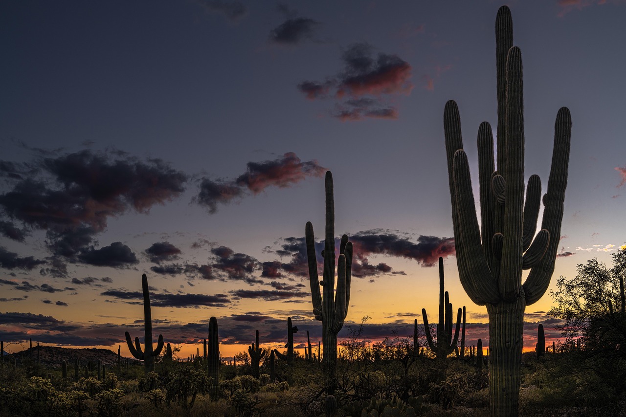 corona de tucson arizona