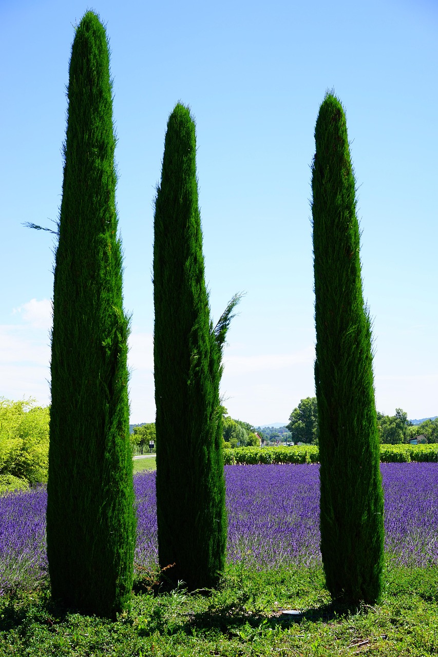 Cypress Gardens: Explore, Sell, Update, Thrive