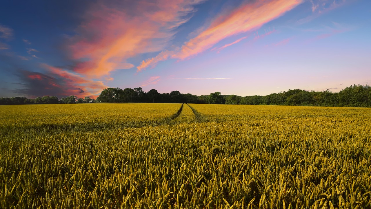 Sunset Farms: Homes, Events, Market Insights & Selling Tips